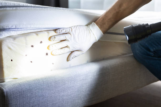 Wasp Removal Services in Willimantic, CT