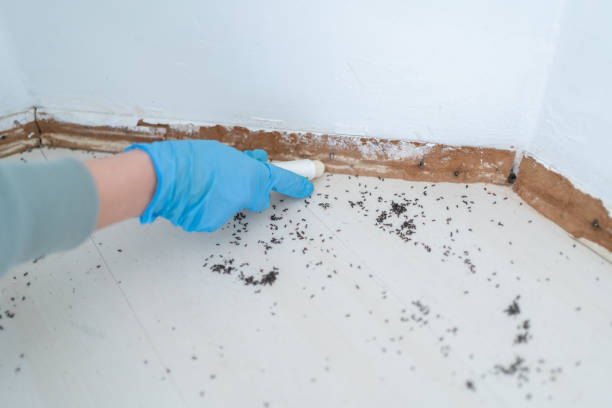 Best Affordable Pest Control Services  in Willimantic, CT